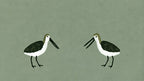 Sage Shorebirds artwork