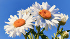 Daisies in Blue Sky artwork