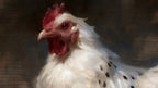 White Hen Portrait artwork