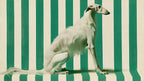 White Borzoi on Stripes artwork