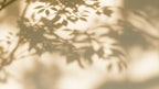 Leaf Shadows in Sunlight artwork