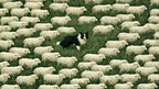 Collie and the Flock artwork