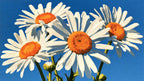 Four Painted Daisies artwork