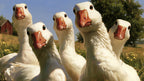 Curious Farm Geese artwork