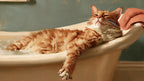 Bubble Bath Ginger Cat artwork