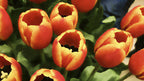 Golden Edge Tulips artwork