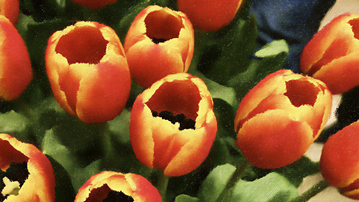 Golden Edge Tulips artwork
