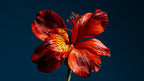 Fiery Red Lily artwork