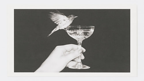 Bird on Champagne Coupe artwork