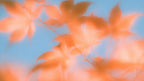Blurred Autumn Leaves artwork
