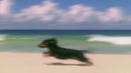 Dachshund Beach Dash artwork